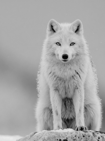 Erotic embodiment and feminine sovereignty through the Jaguar Priestess archetype